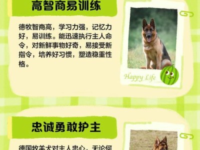 如何照顾德牧幼犬（注意事项与关键技巧）