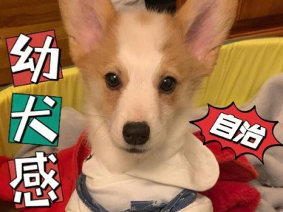 犬瘟防治的饮食策略（以犬瘟该吃什么为主题的饮食指南）