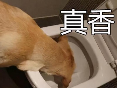 金毛犬为什么会吐？（探究金毛犬吐的原因及防治措施）