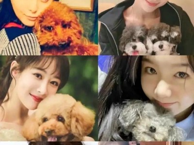 明星宠物狗价格盘点（揭秘明星宠物狗价格榜单，最贵的犬种是哪一种？）