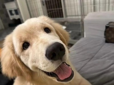 如何正确照顾两个月大的金毛幼犬？（金毛幼犬的饮食和护理指南）