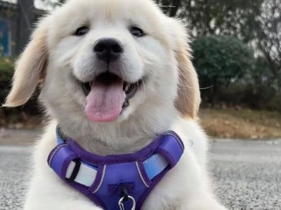 以太原的金毛犬舍