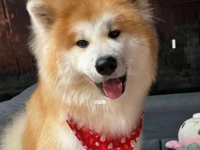 秋田犬（追溯历史源流，探秘秋田犬的优秀特质与魅力）