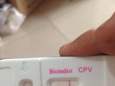 金毛拉稀的原因及防治方法（揭秘导致金毛拉稀的三个月内常见原因，掌握救治技巧）