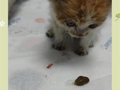 小猫吃奶的大便周期及注意事项（探寻小猫吃奶后的排便规律，关注宝宝健康）