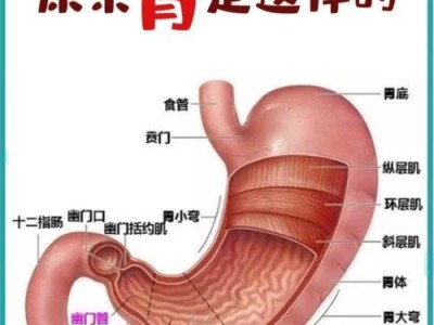 小狗进食后频繁呕吐的原因及应对方法（探寻小狗进食后频繁呕吐的原因，帮助你解决宠物饮食问题）