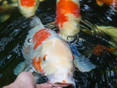 以家养的鲤鱼喂什么？（科学饲养，健康成长）