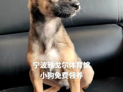 为什么狗狗长不大？（探索狗狗成长之谜）