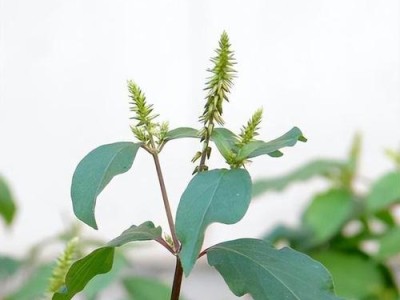 牛膝骨的作用与好处（探索牛膝骨在保健和药用领域的多功能特性）