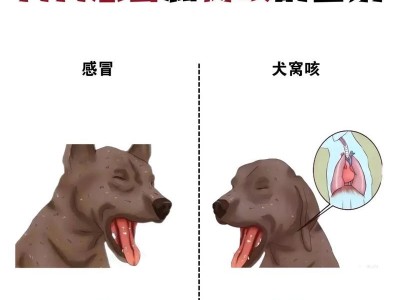 小狗狗感冒的康复期及护理措施（小狗感冒康复需要多久？了解关键信息，给你的爱宠更好的照顾！）