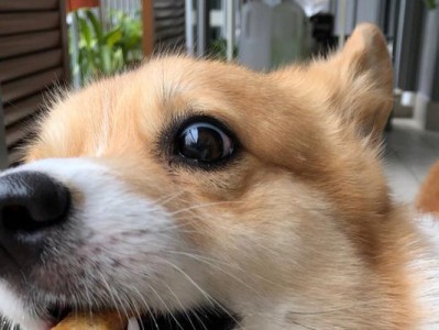 柯基犬的养育指南（了解柯基犬的喜好与禁忌，打造幸福健康的生活环境）