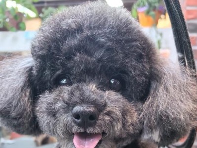 以泰迪美容一次能保持多久？（探索泰迪美容的持久效果及关键因素）