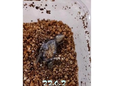 乌龟脐带愈合需要多长时间？（从出生到愈合，乌龟脐带的修复过程与关键因素分析）