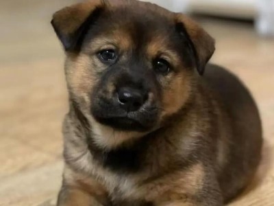 哪些狗不会得犬瘟？（解读犬瘟不易感染的狗品种及关键因素）