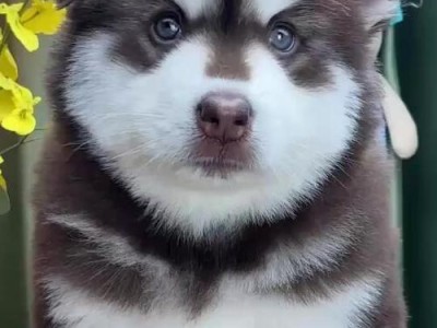 雪橇犬的多样颜色（探索雪橇犬毛色的奇妙世界）