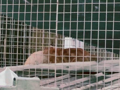猫为什么一大早一直叫？（探索猫叫的原因及解决办法）