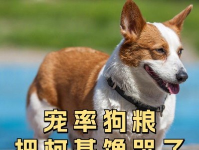 如何科学饲养幼犬拉水（营养均衡是关键）