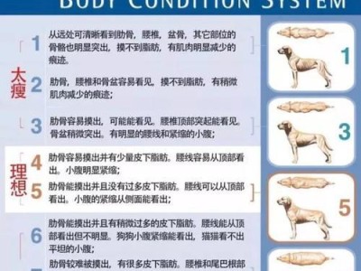 英国猎狐犬的饲养方法（宠物英国猎狐犬的健康和幸福生活）