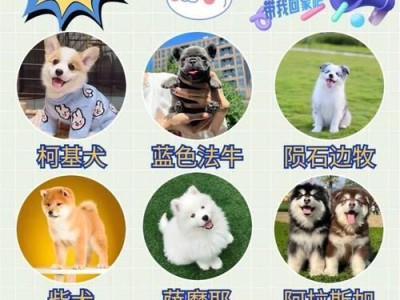 为什么不建议养博美？（探索养博美的火坑与挑战）