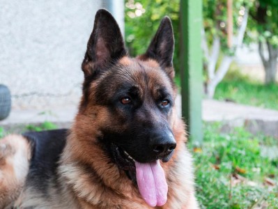 德国牧羊犬价格与因素（揭秘影响德国牧羊犬价格的关键因素）