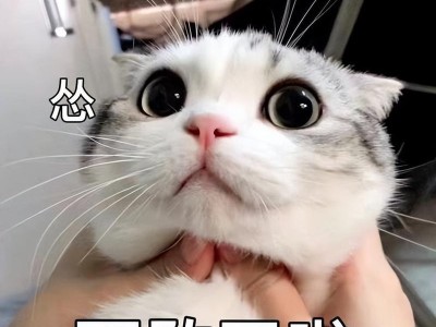 小猫为什么一直叫唤？（探讨小猫叫唤的原因与解决方法）
