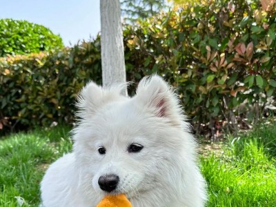 萨摩耶犬养育指南（打造幸福的萨摩耶犬家庭生活）