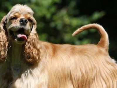 可卡犬的价格及性格特点揭秘（了解可卡犬的价格和性格，选择合适的宠物伴侣）