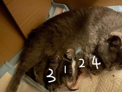 猫咪产仔所需准备（如何为猫咪产仔做好准备）