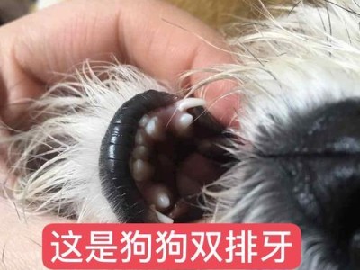 狗狗双排牙问题解决方法（双排牙对狗狗咀嚼的影响及解决方案）