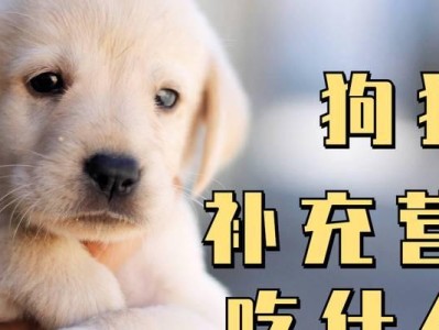 狗狗产后饮食指南（了解狗狗产后饮食需求，给予恰当的营养支持）