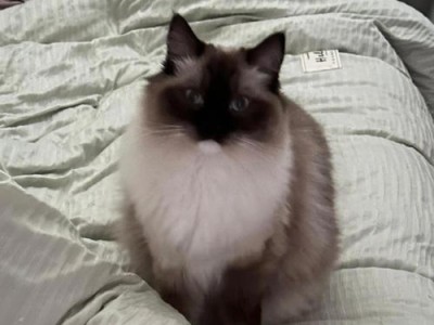波斯猫毛发养护的关键——科学合理的饮食（了解波斯猫的需求与饮食习惯，为毛发养护找到正确的方法）