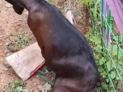 如何正确补钙给萨摩耶犬？（萨摩耶缺钙怎么办？补钙的禁忌与注意事项）
