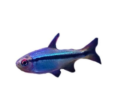 黄尾蓝魔鬼饲养全指南（养护技巧、水族箱布局、饲料选择及疾病防治）
