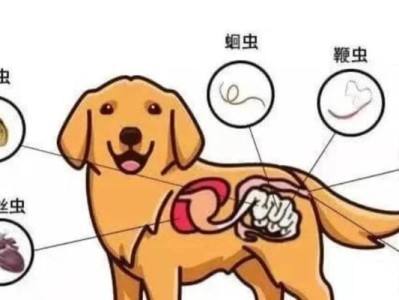 狗狗的驱虫需求（狗狗需要驱虫的表现及预防措施）