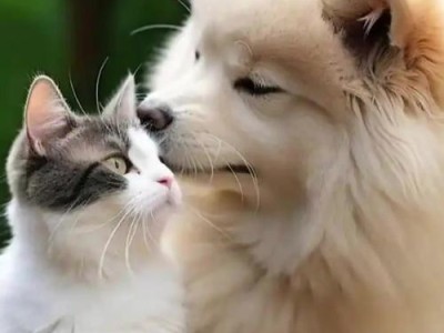 猫狗之中，哪种更加忠诚？（与人类建立深厚情感的最佳选择）