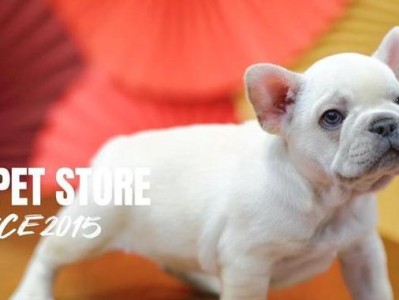 深入了解法国斗牛犬的性格特点（探索法斗温和、活泼和忠诚的品质）