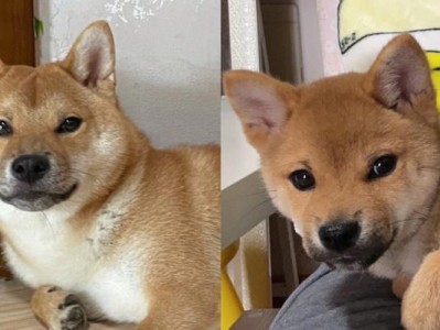 柴犬小时候后腿为什么短？（揭秘柴犬成长过程中的后腿特征和原因）