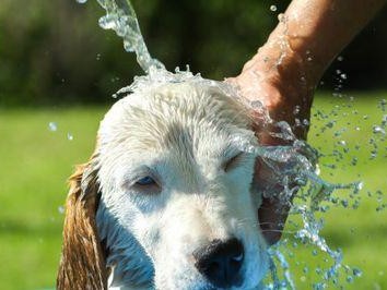 牧羊犬的洗澡频率与养护（合理的洗澡频率对牧羊犬健康的影响及常见洗澡误区）