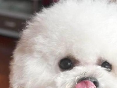 比熊犬喝水的禁忌与注意事项（确保比熊犬喝水的安全与健康）
