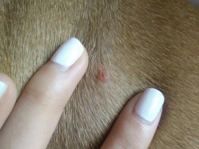 狗身上起红疙瘩，是什么病？（常见的狗皮肤疾病及其症状与治疗方法）