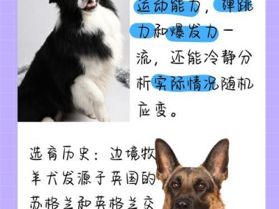 揭秘边牧为什么有阴阳眼（探索边牧中的神秘力量）
