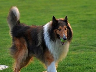 柯利牧羊犬（多人养柯利牧羊犬的优点大分析）