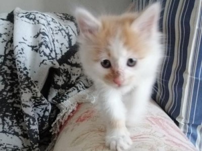 小猫为什么会长奶癣？（探究小猫长奶癣的原因及预防方法）