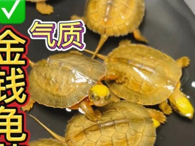 金钱龟的食物选择（了解金钱龟的饮食习性和合理喂养方法）