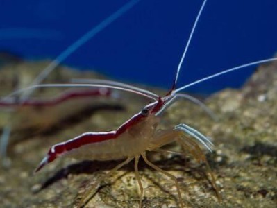水族人的饮食习惯及喜好剖析（从大海到餐桌）
