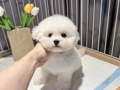 比熊犬价格一览（了解比熊犬幼崽子的价格范围及种类特点）