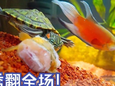 鱼和龟的和谐共生之道（探讨适合与鱼共同养殖的龟种及其关键要素）