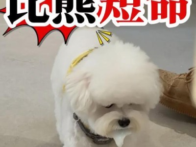 比熊的正确喂养方式（了解喂养比熊的正确方法，避免过度喂食的后果）