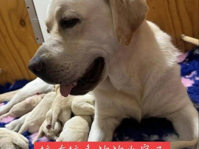 养一只拉布拉多需要花多少钱？（拉布拉多价格及养育成本分析）