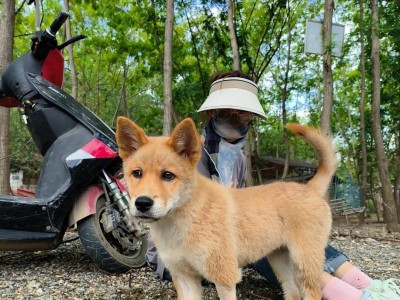 狗狗细小症状及治疗方法（了解狗狗细小的常见症状和有效治疗方法）